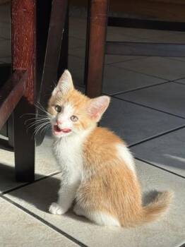 Meanie -  Domestic Short Hair Cat for Adoption in Lafayette, Indiana - Meanie | PetCurious