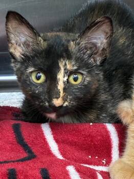 Breezy -  Domestic Short Hair Cat for Adoption in Hartsville, South Carolina - Breezy | PetCurious