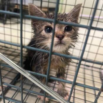 Peanuts -  Domestic Short Hair Cat for Adoption in Valley, Alabama - Peanuts | PetCurious