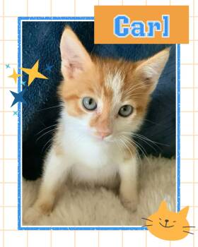Carl -  Tabby Cat for Adoption in Pasco, Washington - Carl | PetCurious