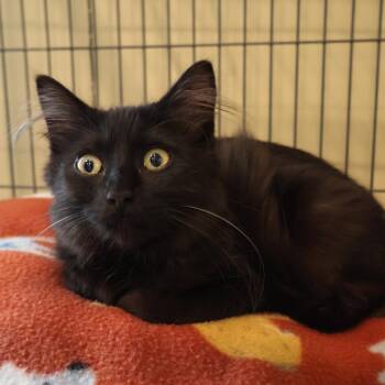 Fergie -  Domestic Medium Hair Cat for Adoption in Saint Charles, Missouri - Fergie | PetCurious