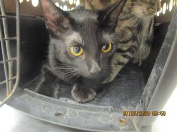 Midnight(608) -  Domestic Short Hair Cat for Adoption in Marietta, Georgia - Midnight(608) | PetCurious