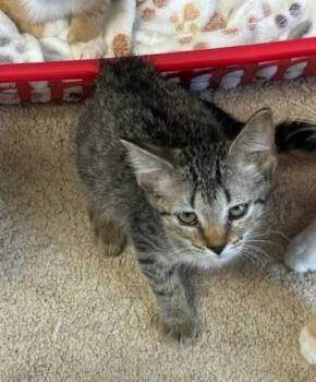 Bramble -  Domestic Short Hair Cat for Adoption in West Memphis, Arkansas - Bramble | PetCurious