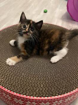 Ember -  Domestic Short Hair and Calico Cat for Adoption in Poplar Grove, Illinois - Ember | PetCurious