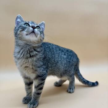 Rescue Domestic Short Hair Cats for Adoption in Springfield, Missouri - Pumpkin | PetCurious