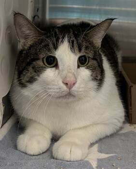 Rescue Domestic Short Hair Cats for Adoption - Kushion | PetCurious