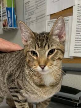 Shred -  Domestic Short Hair Cat for Adoption in Bolivar, Missouri - Shred | PetCurious