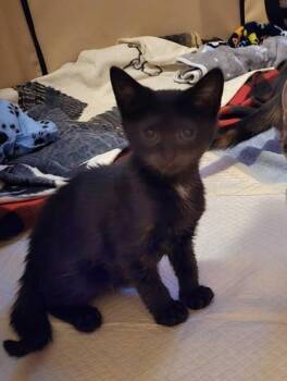 Oregano -  Domestic Short Hair Cat for Adoption in East Amwell Township, New Jersey - Oregano | PetCurious