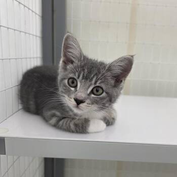 Eureka -  Domestic Short Hair Cat for Adoption in Oshkosh, Wisconsin - Eureka | PetCurious