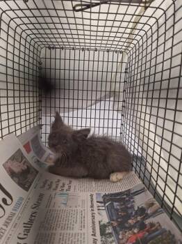 TITAN -  Domestic Short Hair Cat for Adoption in Fort Lauderdale, Florida - TITAN | PetCurious
