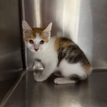 Picasso -  Domestic Short Hair Cat for Adoption in Hamilton, Georgia - Picasso | PetCurious