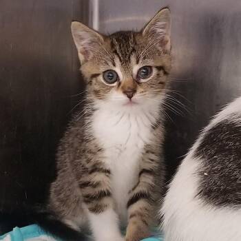 Cyclops -  Domestic Short Hair Cat for Adoption in Philadelphia, Pennsylvania - Cyclops | PetCurious
