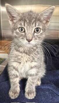 Khloe (Klauss K6) -  Domestic Short Hair Cat for Adoption in Bridgewater, New Jersey - Khloe (Klauss K6) | PetCurious