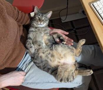 Callie -  Tabby Cat for Adoption in New York, New York - Callie | PetCurious