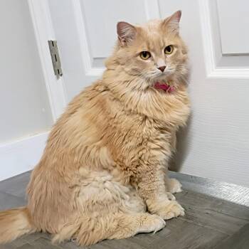 Maine Coon and Domestic Long Hair Cats Available for Adoption - Trinity | PetCurious