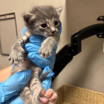 Dome -  Domestic Short Hair Cat for Adoption in Yuma, Arizona - Dome | PetCurious