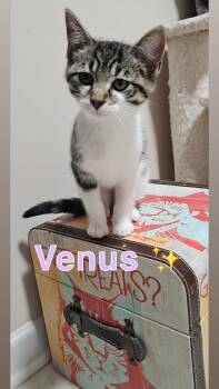 Galaxy kitten crew (females) -  American Shorthair Cat for Adoption in West Newton, Pennsylvania - Galaxy Kitten Crew (females) | PetCurious