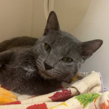 Frankie -  Domestic Short Hair Cat for Adoption in Philadelphia, Pennsylvania - Frankie | PetCurious