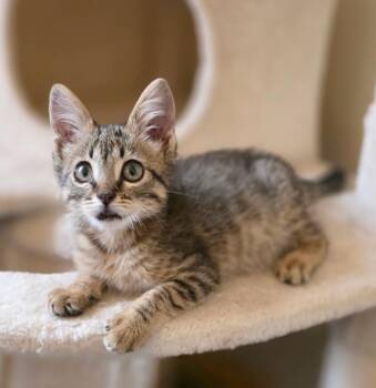 Ozzie -  Domestic Short Hair Cat for Adoption in Durango, Colorado - Ozzie | PetCurious