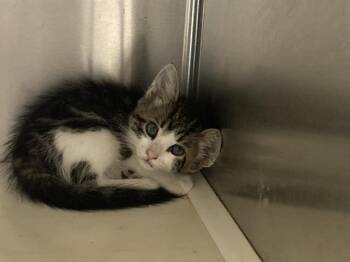 PABLO -  Domestic Short Hair Cat for Adoption in Tustin, California - PABLO | PetCurious