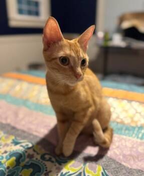 Rescue Domestic Short Hair Cats for Adoption in Fort Worth, Texas - Miss Honey (pre-adopt) | PetCurious