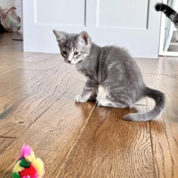 Bella June -  Domestic Short Hair Cat for Adoption in Madison, Wisconsin - Bella June | PetCurious