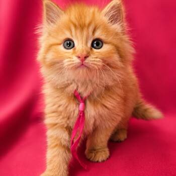 Domestic Long Hair Cats Available for Adoption in Newport, Tennessee - Sassafras (Pink Collar) | PetCurious
