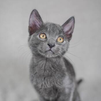Domestic Short Hair and Russian Blue Cats Available for Adoption in Sunnyvale, California - Gunther | PetCurious