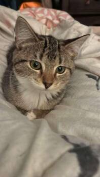 Mags -  Domestic Short Hair Cat for Adoption in Statesboro, Georgia - Mags | PetCurious