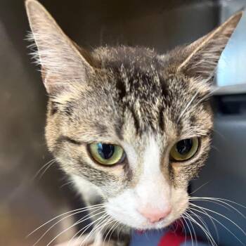 Maxie -  Domestic Short Hair Cat for Adoption in Chicago, Illinois - Maxie | PetCurious