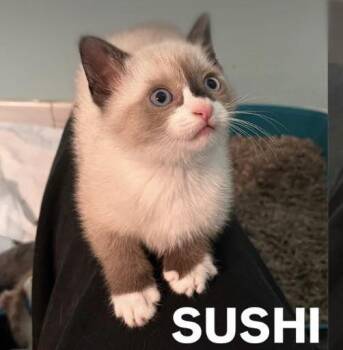Sushi -  Domestic Short Hair Cat Available for Adoption - Sushi | PetCurious