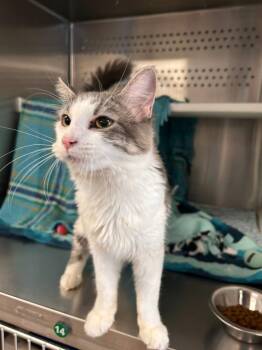 Priscilla -  Domestic Medium Hair Cat for Adoption in Minot, North Dakota - Priscilla | PetCurious