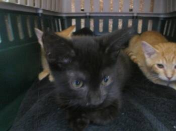 TWILIGHT -  Domestic Short Hair Cat for Adoption in Ocala, Florida - TWILIGHT | PetCurious