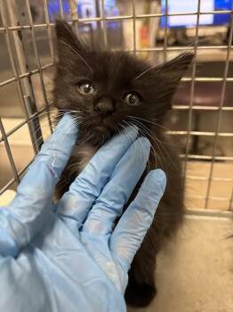 HARLOW -  Domestic Medium Hair Cat for Adoption in Las Vegas, Nevada - HARLOW | PetCurious