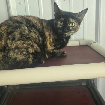 Ambush -  Domestic Short Hair Cat for Adoption in Fairmont, West Virginia - Ambush | PetCurious