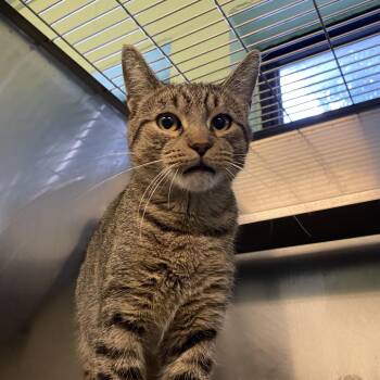 Beanie -  Domestic Short Hair Cat for Adoption in Dayton, Ohio - Beanie | PetCurious