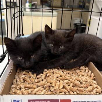 Wasabi -  Domestic Short Hair Cat for Adoption in Westminster, California - Wasabi | PetCurious