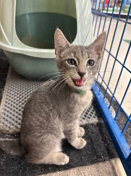 Comma -  Domestic Short Hair Cat for Adoption in Grand Rapids, Michigan - Comma | PetCurious