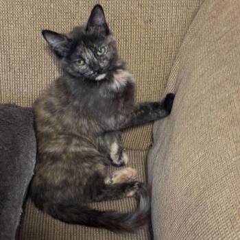Purrkinje -  Domestic Short Hair Cat for Adoption in Greenfield, Indiana - Purrkinje | PetCurious