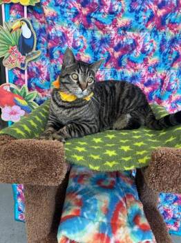 Tootsie Roll -  Domestic Short Hair Cat for Adoption in Brookings, Oregon - Tootsie Roll | PetCurious