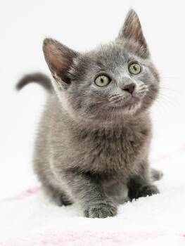 Zeke will rock your world -  Russian Blue Cat for Adoption in Bedford Hills, New York - Zeke Will Rock Your World | PetCurious
