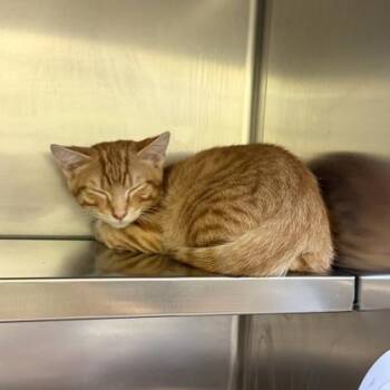 Daniel -  Domestic Short Hair Cat for Adoption in Richmond, Virginia - Daniel | PetCurious