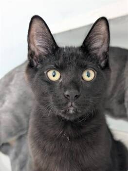 BEAR -  Domestic Short Hair Cat for Adoption in Canfield, Ohio - BEAR | PetCurious