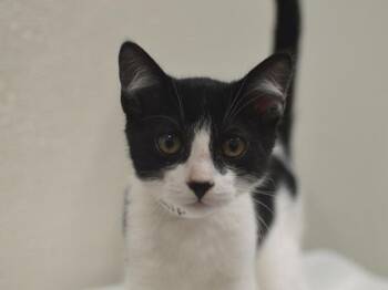 Parsnip -  Domestic Short Hair Cat for Adoption in Portland, Oregon - Parsnip | PetCurious