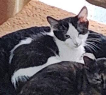 Natalie -  Domestic Short Hair Cat for Adoption in Lenexa, Kansas - Natalie | PetCurious