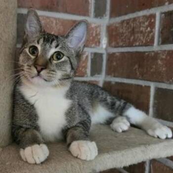 Rescue Domestic Short Hair Cats for Adoption in Warr Acres, Oklahoma - Rush | PetCurious