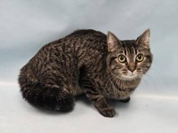 Willow -  Domestic Short Hair Cat for Adoption in Minneapolis, Minnesota - Willow | PetCurious