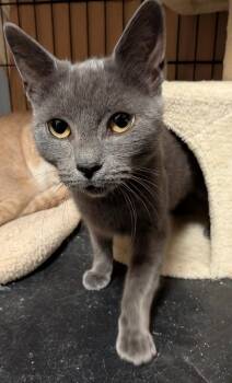 Gloria -  Domestic Short Hair Cat for Adoption in Duxbury, Massachusetts - Gloria | PetCurious