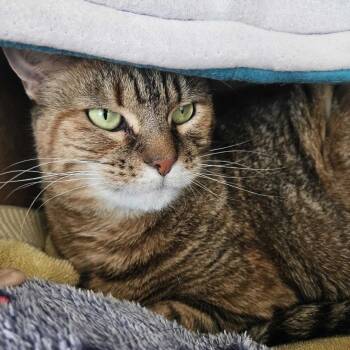 Domestic Short Hair Cats Available for Adoption - Kona | PetCurious