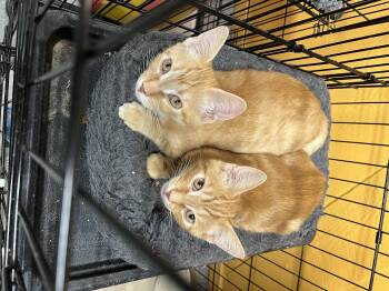Rescue Tabby and Domestic Short Hair Cats for Adoption in Madison Heights, Michigan - MANGO & KUMQUAT | PetCurious